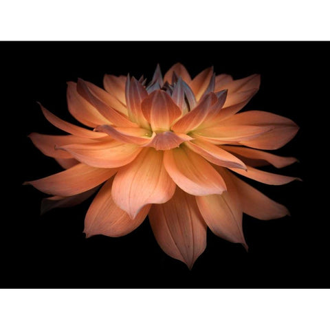 Dahlia Flower Black Modern Wood Framed Art Print by Frank, Assaf