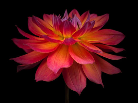 Dahlia Flower Black Ornate Wood Framed Art Print with Double Matting by Frank, Assaf