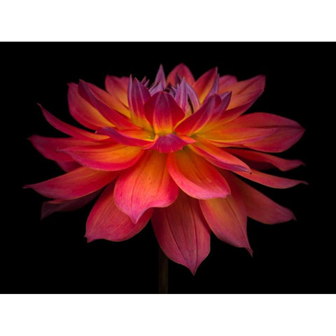 Dahlia Flower Black Modern Wood Framed Art Print by Frank, Assaf