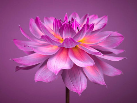 Dahlia Flower White Modern Wood Framed Art Print with Double Matting by Frank, Assaf