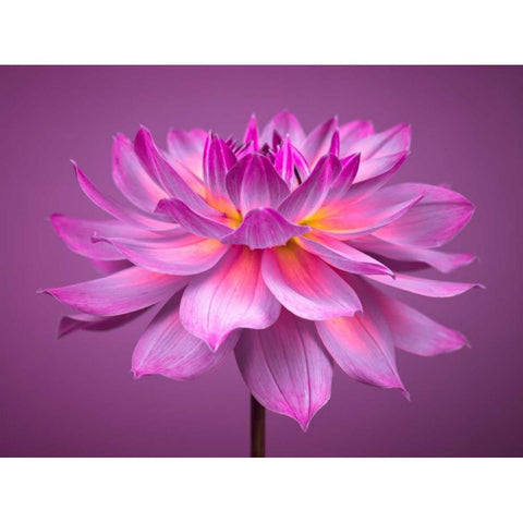 Dahlia Flower Black Modern Wood Framed Art Print by Frank, Assaf
