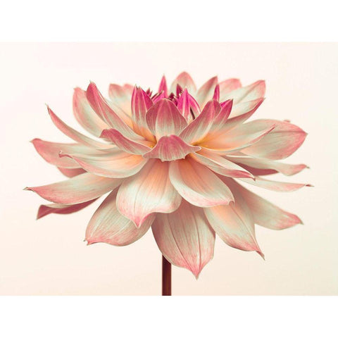 Dahlia Flower Black Modern Wood Framed Art Print by Frank, Assaf