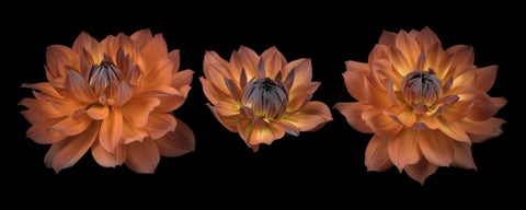 Three Dahlia flowers Black Ornate Wood Framed Art Print with Double Matting by Frank, Assaf