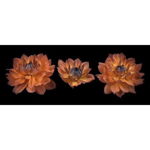 Three Dahlia flowers Black Modern Wood Framed Art Print by Frank, Assaf