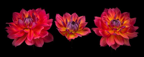 Three Dahlia flowers White Modern Wood Framed Art Print with Double Matting by Frank, Assaf