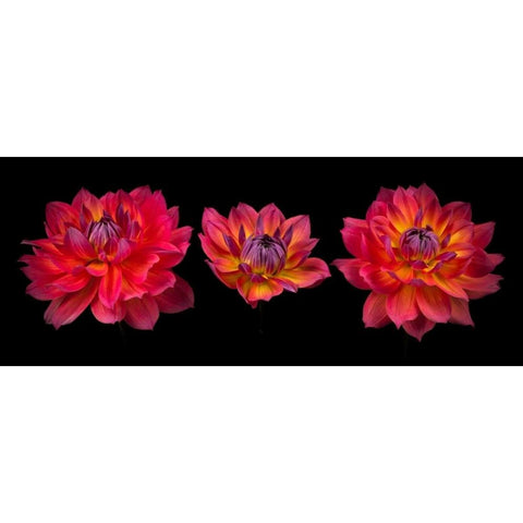Three Dahlia flowers Black Modern Wood Framed Art Print by Frank, Assaf
