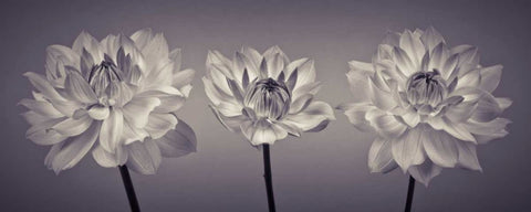 Three Dahlia flowers White Modern Wood Framed Art Print with Double Matting by Frank, Assaf