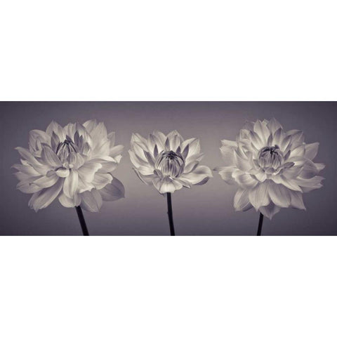 Three Dahlia flowers Black Modern Wood Framed Art Print by Frank, Assaf