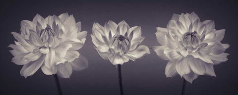 Three Dahlia flowers Black Ornate Wood Framed Art Print with Double Matting by Frank, Assaf