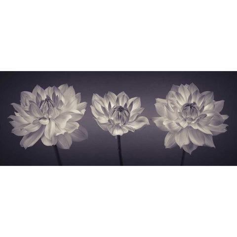 Three Dahlia flowers Black Modern Wood Framed Art Print by Frank, Assaf