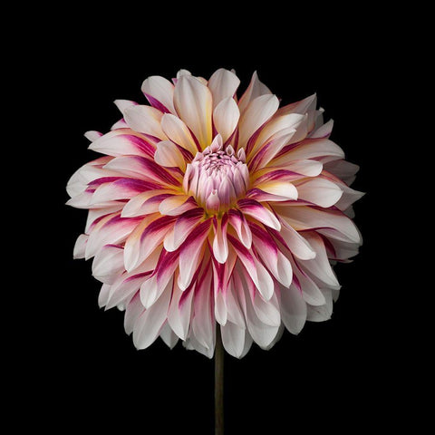 Dahlia Flower White Modern Wood Framed Art Print with Double Matting by Frank, Assaf