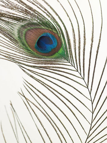 Peacock feather White Modern Wood Framed Art Print with Double Matting by Frank, Assaf