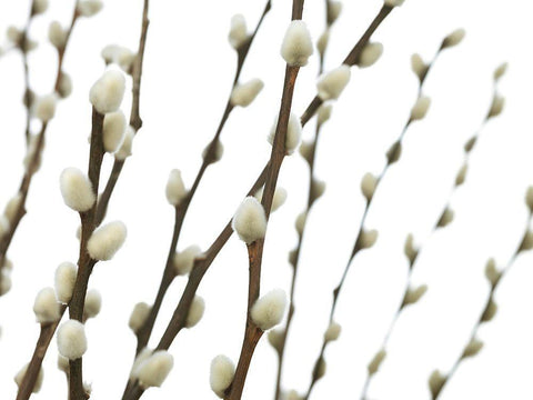 Pussy willow Black Ornate Wood Framed Art Print with Double Matting by Frank, Assaf