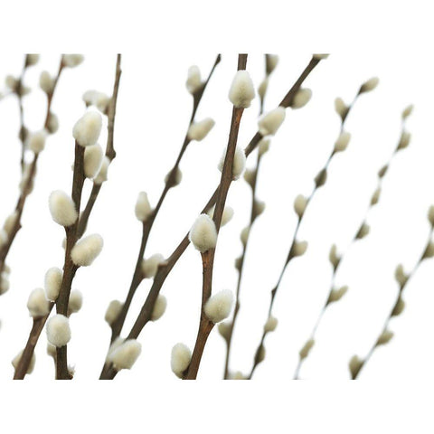 Pussy willow Black Modern Wood Framed Art Print by Frank, Assaf