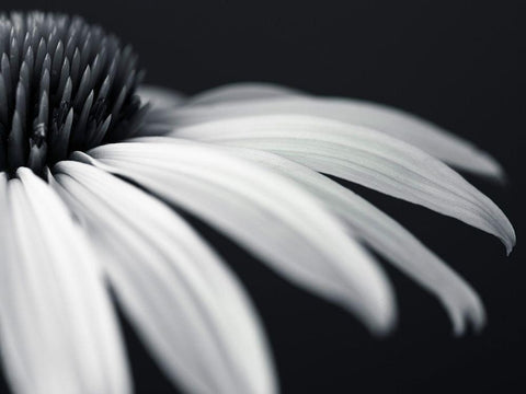 Coneflower White Modern Wood Framed Art Print with Double Matting by Frank, Assaf