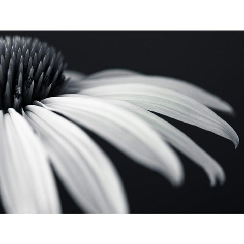 Coneflower Black Modern Wood Framed Art Print by Frank, Assaf