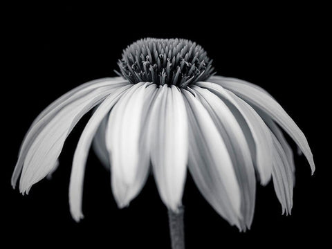Coneflower White Modern Wood Framed Art Print with Double Matting by Frank, Assaf