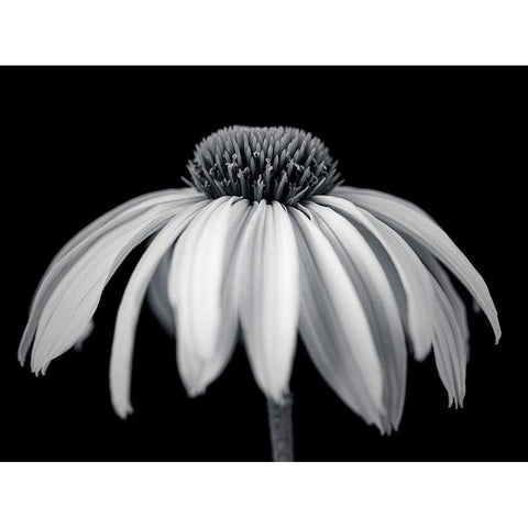 Coneflower Black Modern Wood Framed Art Print by Frank, Assaf