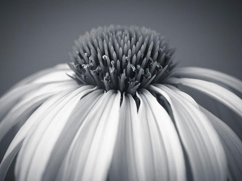 Coneflower Black Ornate Wood Framed Art Print with Double Matting by Frank, Assaf