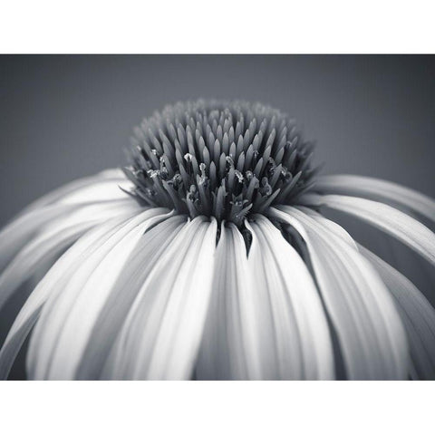 Coneflower Black Modern Wood Framed Art Print by Frank, Assaf