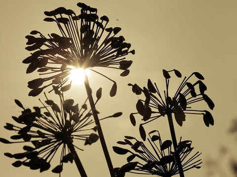 African Lily (Agapanthus) seed pods, silhouette at dusk Black Ornate Wood Framed Art Print with Double Matting by Frank, Assaf