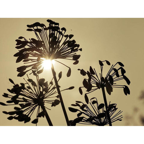 African Lily (Agapanthus) seed pods, silhouette at dusk Black Modern Wood Framed Art Print by Frank, Assaf
