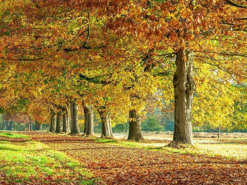Row of trees in autumn Black Ornate Wood Framed Art Print with Double Matting by Frank, Assaf