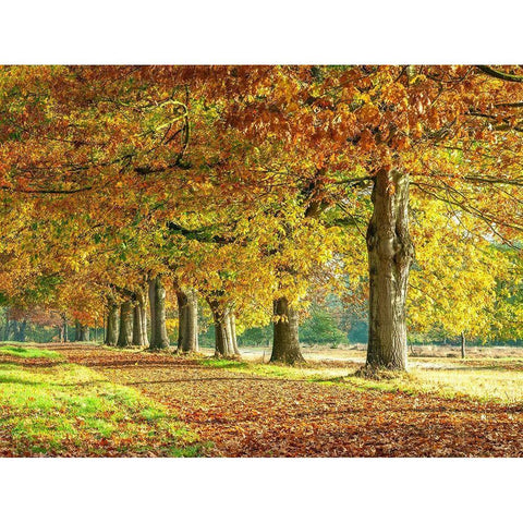 Row of trees in autumn Black Modern Wood Framed Art Print by Frank, Assaf