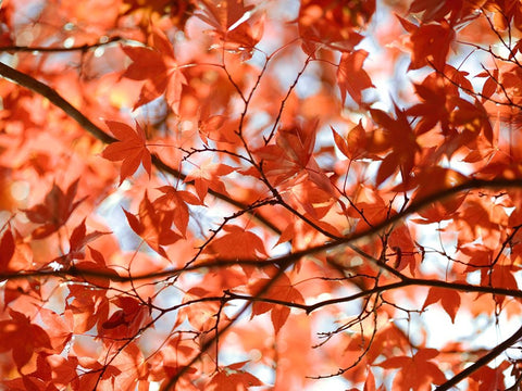 Autumn coloured leaves, backlit White Modern Wood Framed Art Print with Double Matting by Frank, Assaf