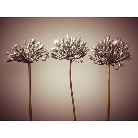 Three African Lilies Black Modern Wood Framed Art Print by Frank, Assaf