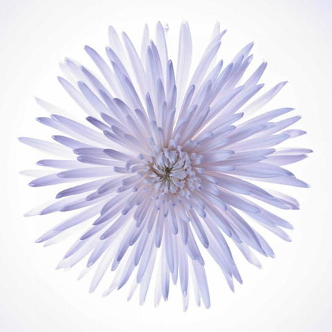 Chrysanthemums flower backlit White Modern Wood Framed Art Print with Double Matting by Frank, Assaf