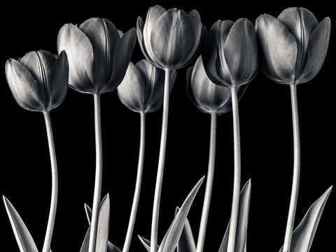 Growing Tulips, FTBR-1817 White Modern Wood Framed Art Print with Double Matting by Frank, Assaf