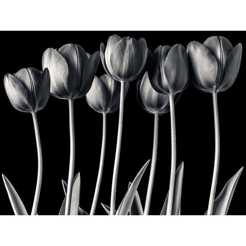 Growing Tulips, FTBR-1817 Black Modern Wood Framed Art Print by Frank, Assaf