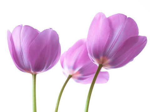 Purple Tulips Black Ornate Wood Framed Art Print with Double Matting by Frank, Assaf