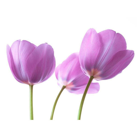 Purple Tulips White Modern Wood Framed Art Print by Frank, Assaf