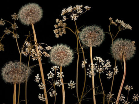 Meadow flowers White Modern Wood Framed Art Print with Double Matting by Frank, Assaf