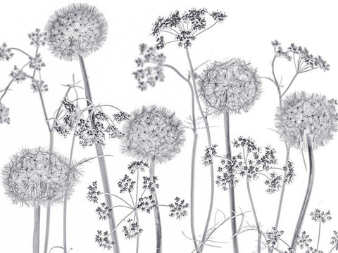 Meadow flowers White Modern Wood Framed Art Print with Double Matting by Frank, Assaf