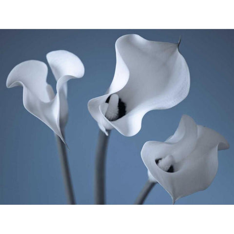Three Calla Lilies Black Modern Wood Framed Art Print with Double Matting by Frank, Assaf