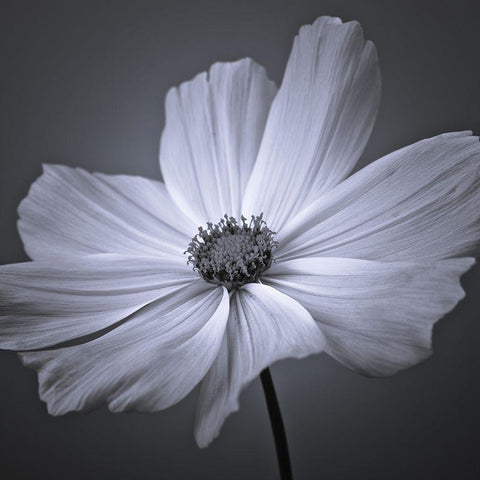 Cosmos flower Black Modern Wood Framed Art Print by Frank, Assaf