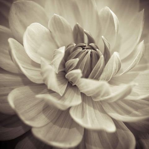 Dahlia Flowers Black Modern Wood Framed Art Print with Double Matting by Frank, Assaf