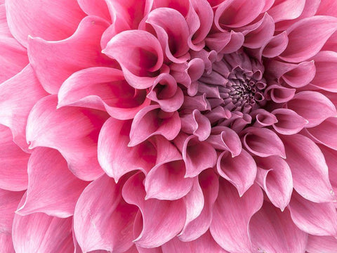 Dahlia flower - Full frame Black Ornate Wood Framed Art Print with Double Matting by Frank, Assaf