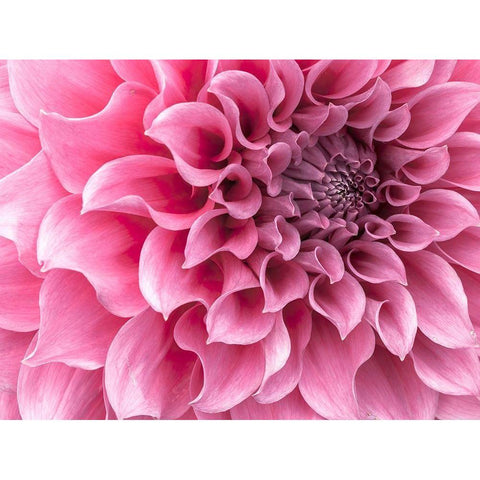 Dahlia flower - Full frame Black Modern Wood Framed Art Print by Frank, Assaf