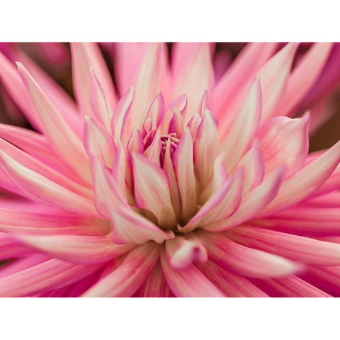 Dahlia Flower White Modern Wood Framed Art Print by Frank, Assaf