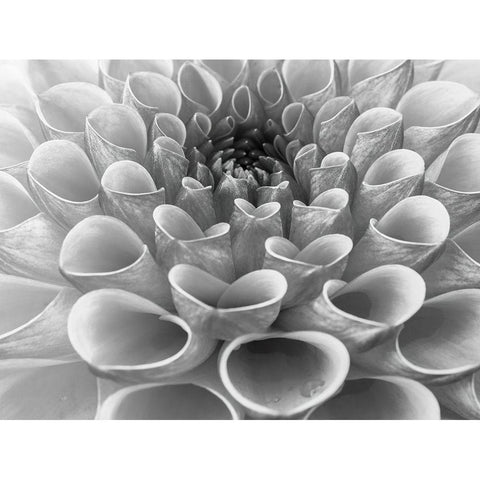 Dahlia Flower Gold Ornate Wood Framed Art Print with Double Matting by Frank, Assaf