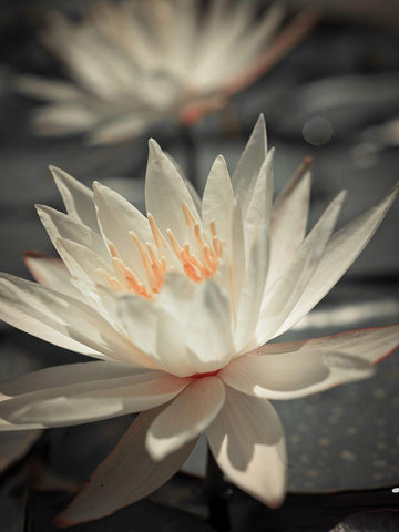 Water Lily White Modern Wood Framed Art Print with Double Matting by Frank, Assaf