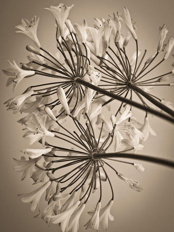 African Lily White Modern Wood Framed Art Print with Double Matting by Frank, Assaf
