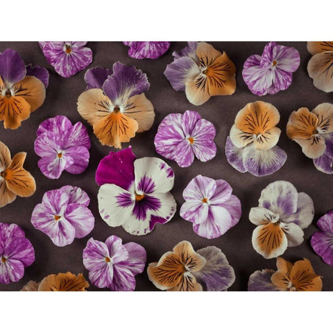 Pansy flowers Gold Ornate Wood Framed Art Print with Double Matting by Frank, Assaf