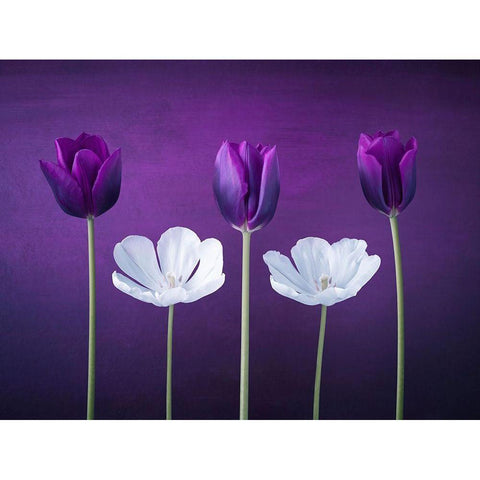 Tulip flowers in a row Gold Ornate Wood Framed Art Print with Double Matting by Frank, Assaf