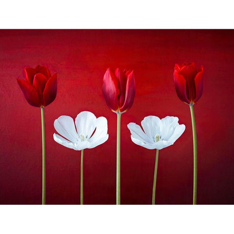 Tulip flowers in a row Black Modern Wood Framed Art Print by Frank, Assaf