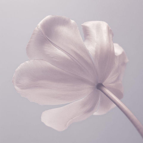 Tulip flower - Closeup White Modern Wood Framed Art Print by Frank, Assaf